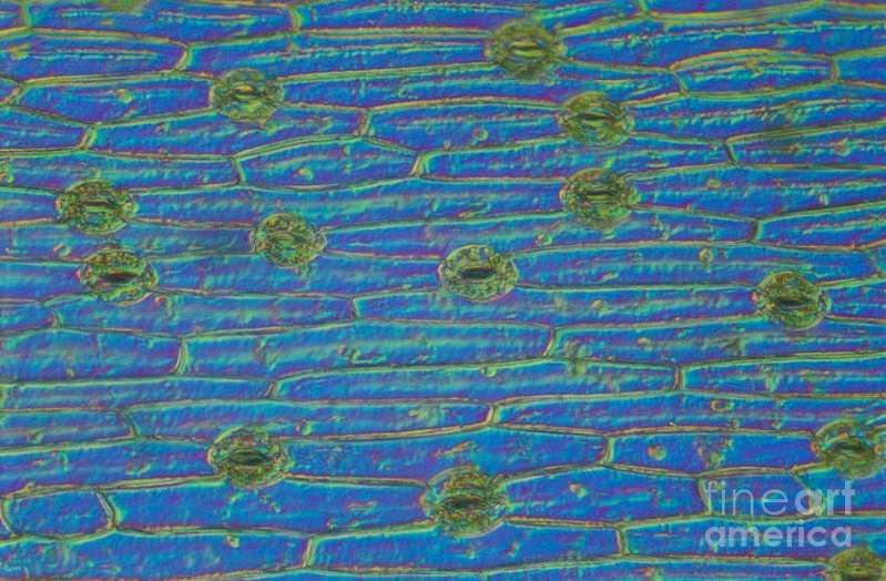 Foto-foto stomata daun yang memukau