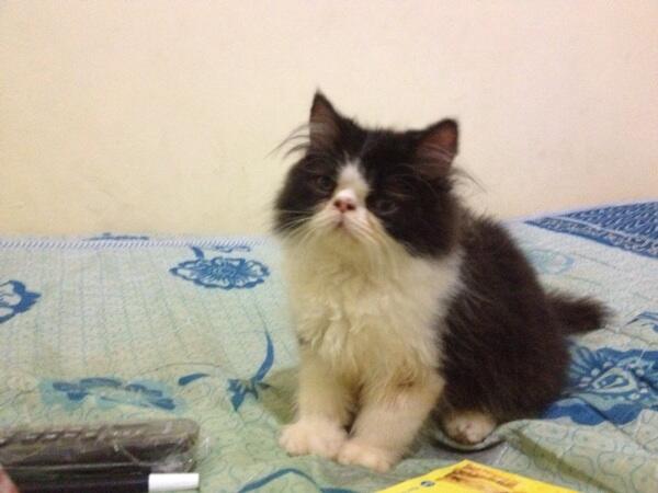 Kucing peaknose jantan (jaksel)