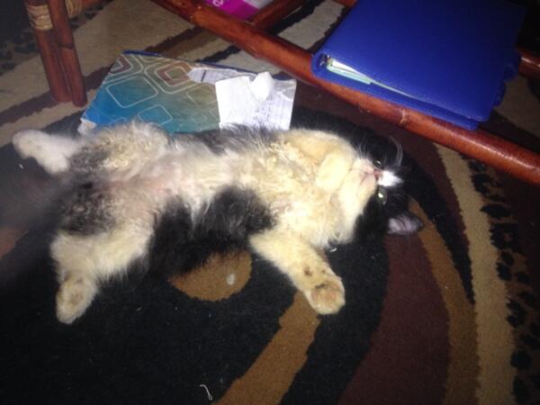 Kucing peaknose jantan (jaksel)