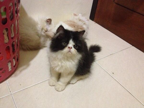 Kucing peaknose jantan (jaksel)