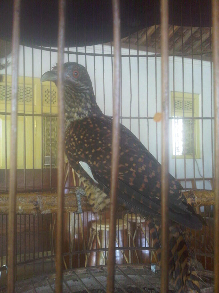 51 Gambar Burung Tuwu Hd Terbaru Free Gambar Burung