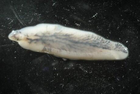 DANGEROUS WORMS FOR HUMAN ALIAS CACING YANG BERBAHAYA GAN
