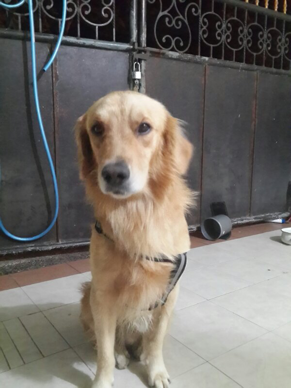 cara melatih anjing agar patuh *dengan lembut , tanpa kasar*