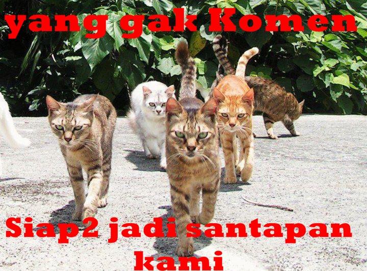 6 jenis Kucing terpintar di dunia