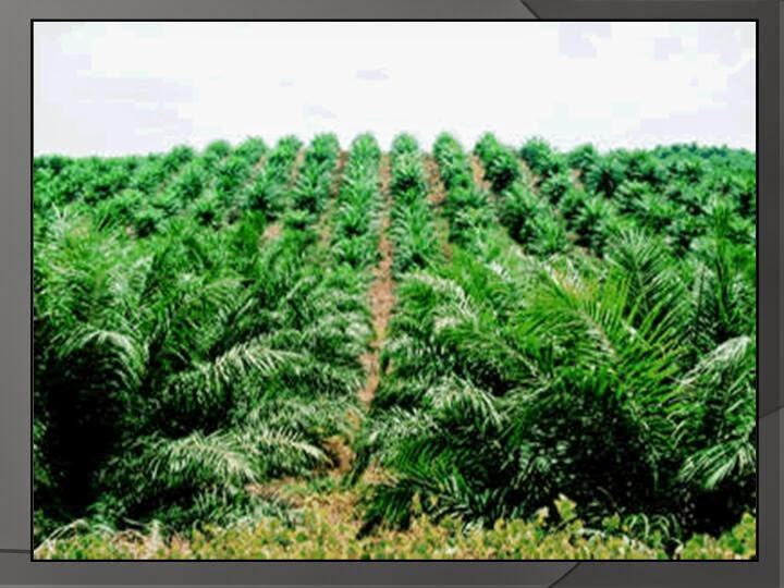 Tiga petani kelapa sawit dari Riau dibawa ke Jerman