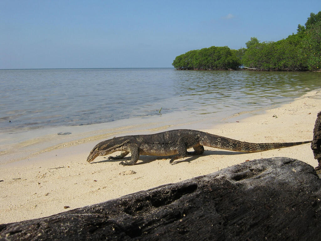 Pulau Biawak, Pulau Perawan nan Eksotis di Indramayu Jawa Barat