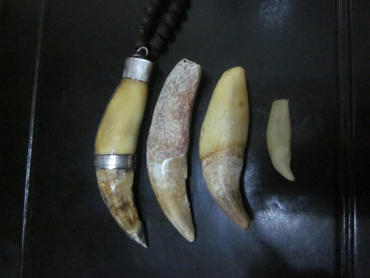 taring taring ini klu dijual laku berapa juragan