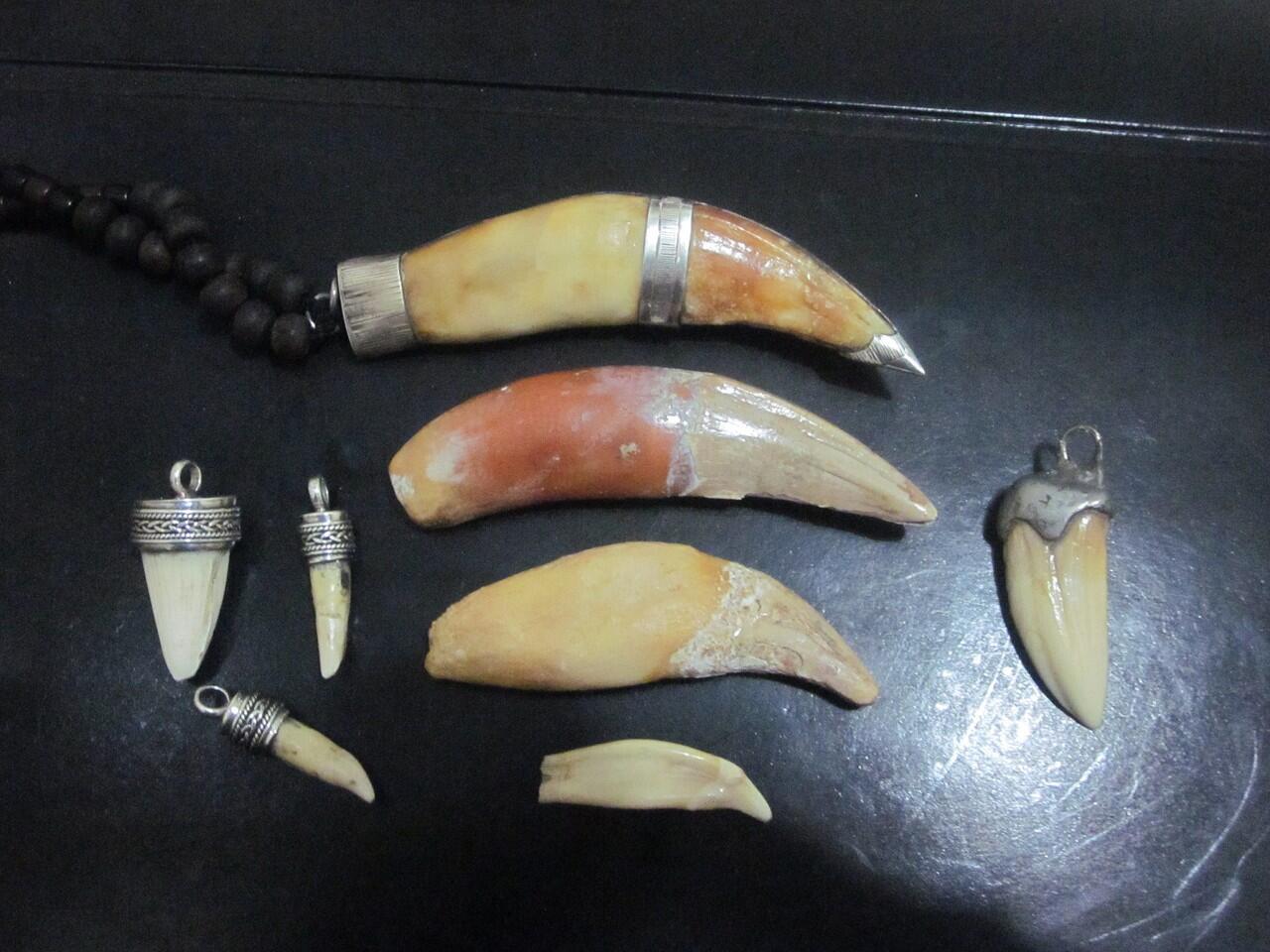 taring taring ini klu dijual laku berapa juragan