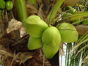 Tanaman-tanaman sumber gula