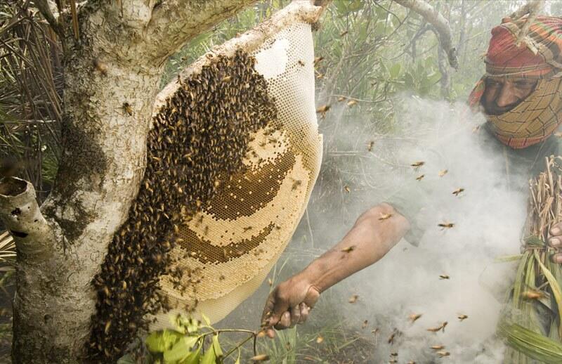 PELUANG USAHA MADU HUTAN TIMUR AMFOANG