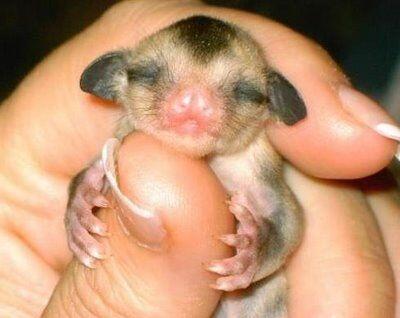 Foto-foto Binatang Yang Imut-imut
