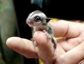 Foto-foto Binatang Yang Imut-imut