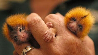 Foto-foto Binatang Yang Imut-imut