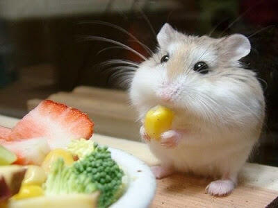 Foto-foto Binatang Yang Imut-imut