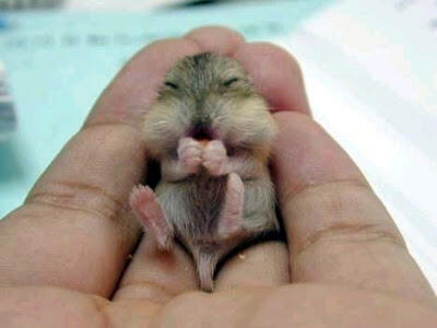 Foto-foto Binatang Yang Imut-imut