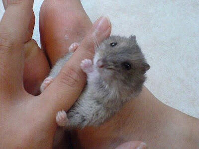 Foto-foto Binatang Yang Imut-imut