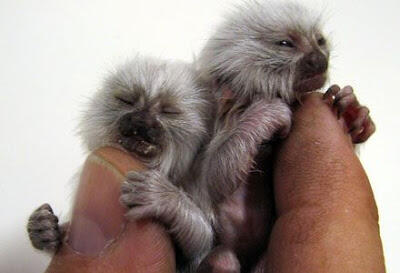 Foto-foto Binatang Yang Imut-imut