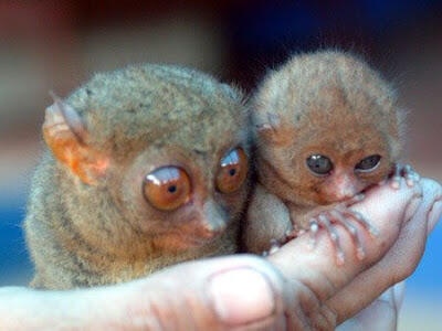 Foto-foto Binatang Yang Imut-imut