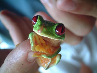 Foto-foto Binatang Yang Imut-imut