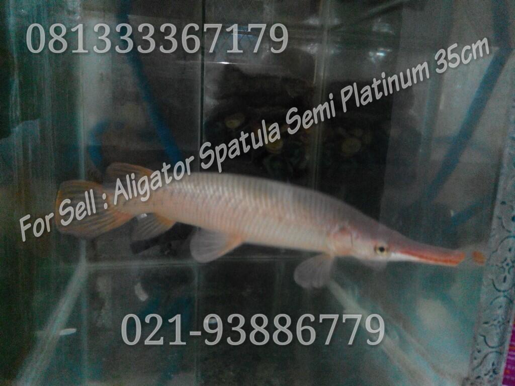 ALIGATOR SPATULA SEMI PLATINUM UKURAN 35 CM