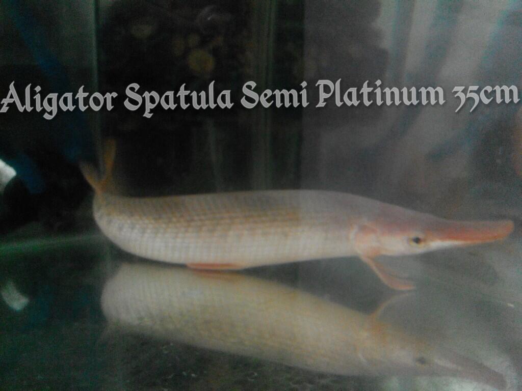 ALIGATOR SPATULA SEMI PLATINUM UKURAN 35 CM