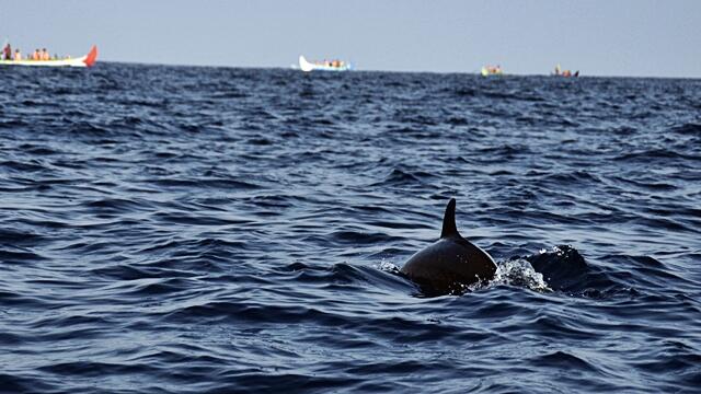 &#91; Ajakan &#93; Mendadak Berlayar Ke Teluk Kiluan 20 - 22 Juni 2014