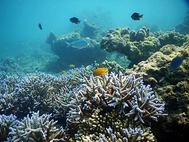 &#91; Ajakan &#93; Mendadak Berlayar Ke Teluk Kiluan 20 - 22 Juni 2014