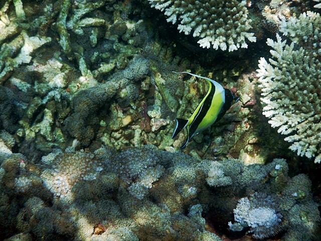 &#91; Ajakan &#93; Mendadak Berlayar Ke Teluk Kiluan 20 - 22 Juni 2014