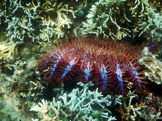 &#91; Ajakan &#93; Mendadak Berlayar Ke Teluk Kiluan 20 - 22 Juni 2014