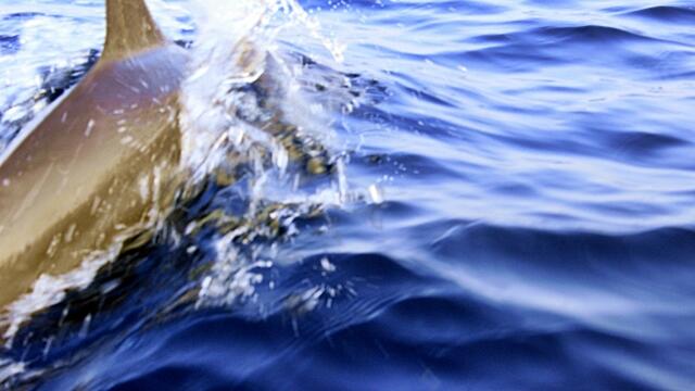 &#91; Ajakan &#93; Mendadak Berlayar Ke Teluk Kiluan 20 - 22 Juni 2014