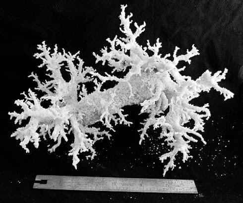 Keindahan Fenomena Alam Fulgurite (bekas petir diatas pasir)