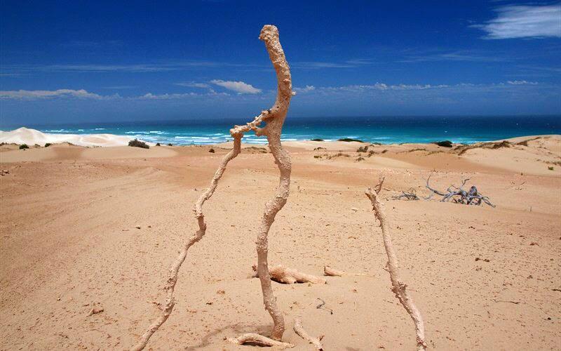 Keindahan Fenomena Alam Fulgurite (bekas petir diatas pasir)