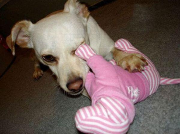 [ Fail Pict ] Anjing-anjing Ini Tetap Dengan Ekspresi Pasrah