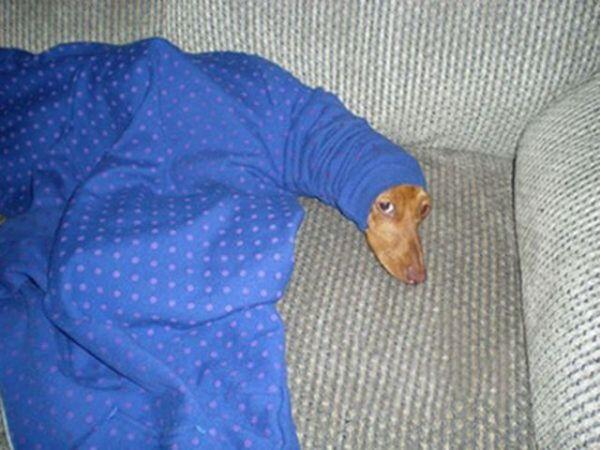 [ Fail Pict ] Anjing-anjing Ini Tetap Dengan Ekspresi Pasrah