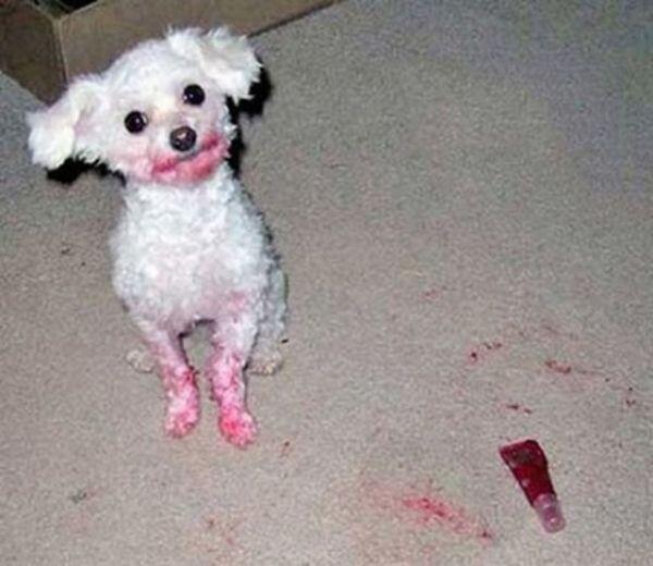 [ Fail Pict ] Anjing-anjing Ini Tetap Dengan Ekspresi Pasrah