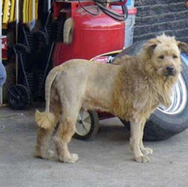 [ Fail Pict ] Anjing-anjing Ini Tetap Dengan Ekspresi Pasrah