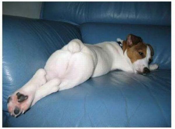 [ Fail Pict ] Anjing-anjing Ini Tetap Dengan Ekspresi Pasrah