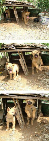 [ Fail Pict ] Anjing-anjing Ini Tetap Dengan Ekspresi Pasrah