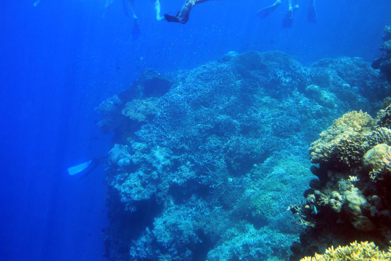 Snorkeling di Pulau Menjangan Bali Barat