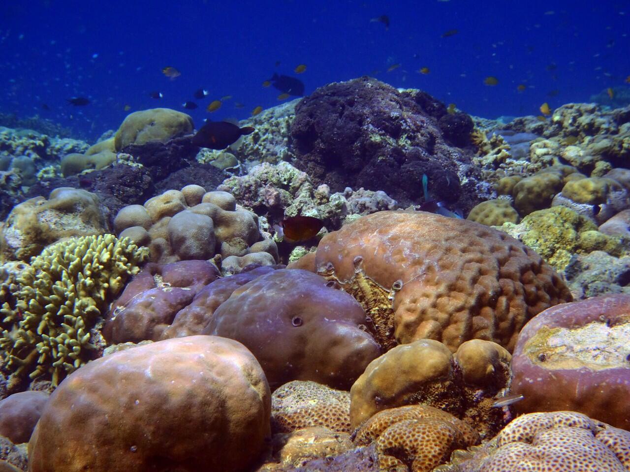 Snorkeling di Pulau Menjangan Bali Barat