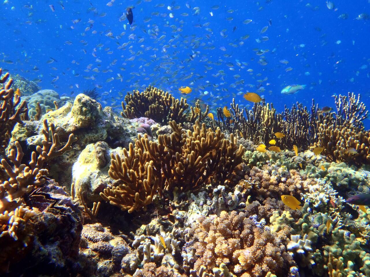 Snorkeling di Pulau Menjangan Bali Barat