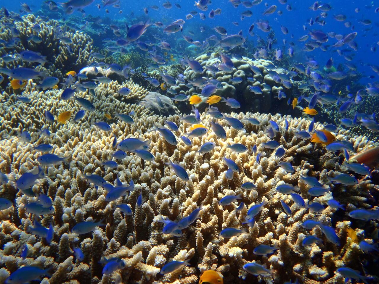 Snorkeling di Pulau Menjangan Bali Barat