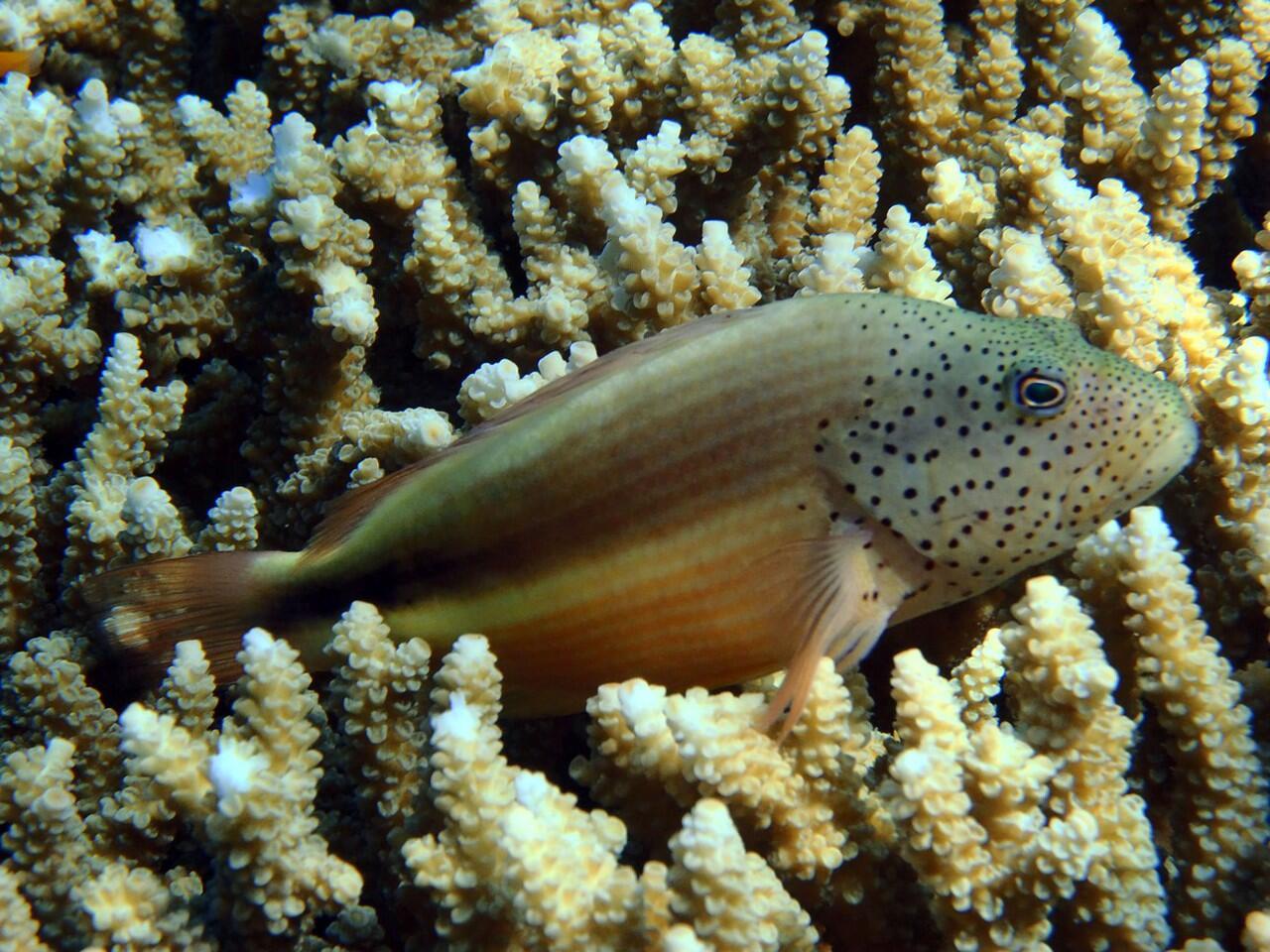 Snorkeling di Pulau Menjangan Bali Barat