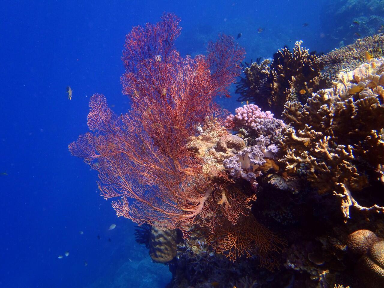 Snorkeling di Pulau Menjangan Bali Barat