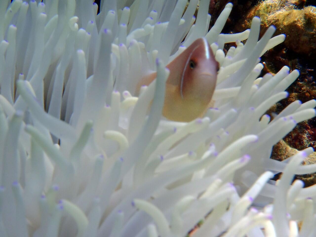 Snorkeling di Pulau Menjangan Bali Barat