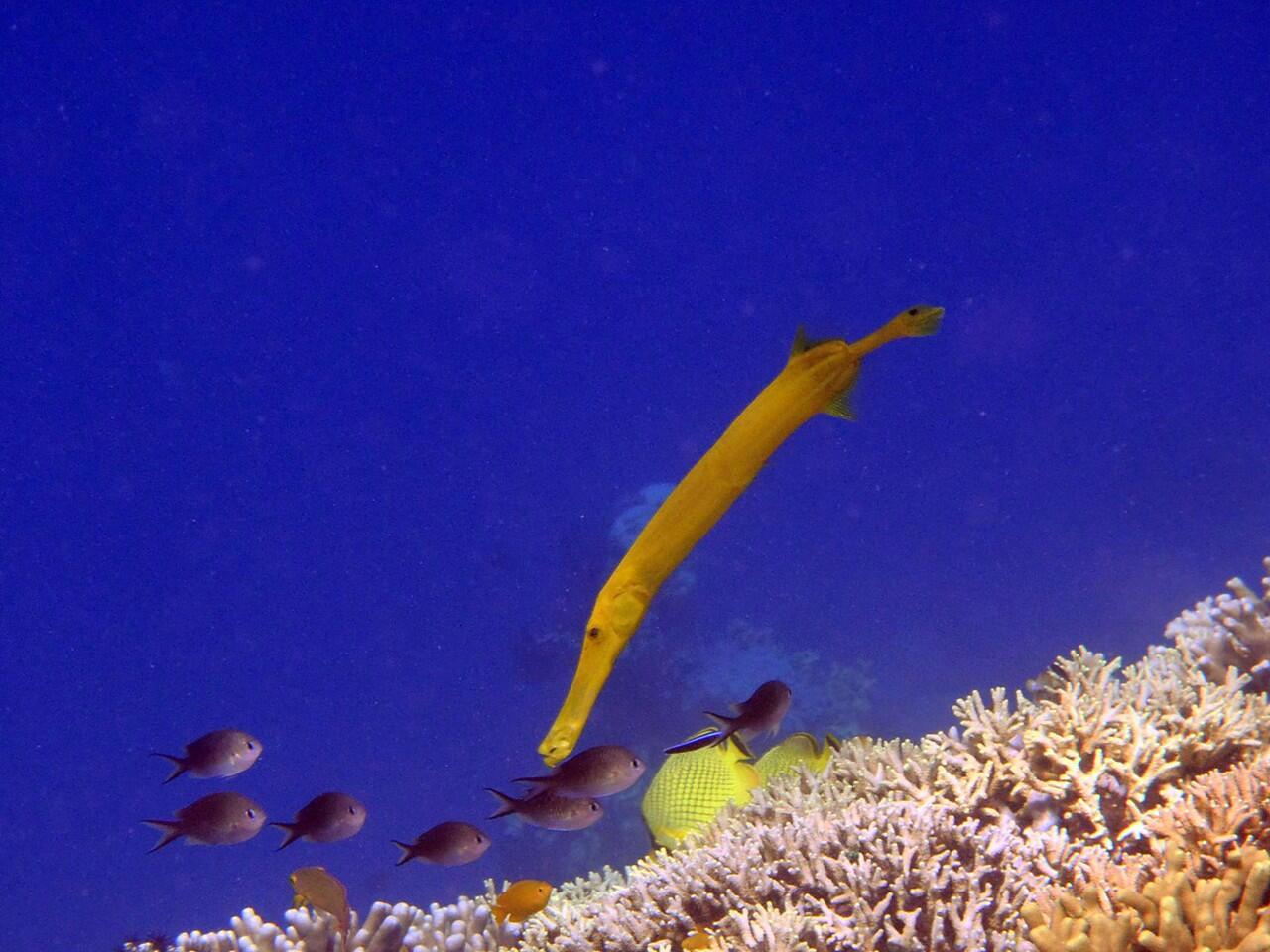 Snorkeling di Pulau Menjangan Bali Barat