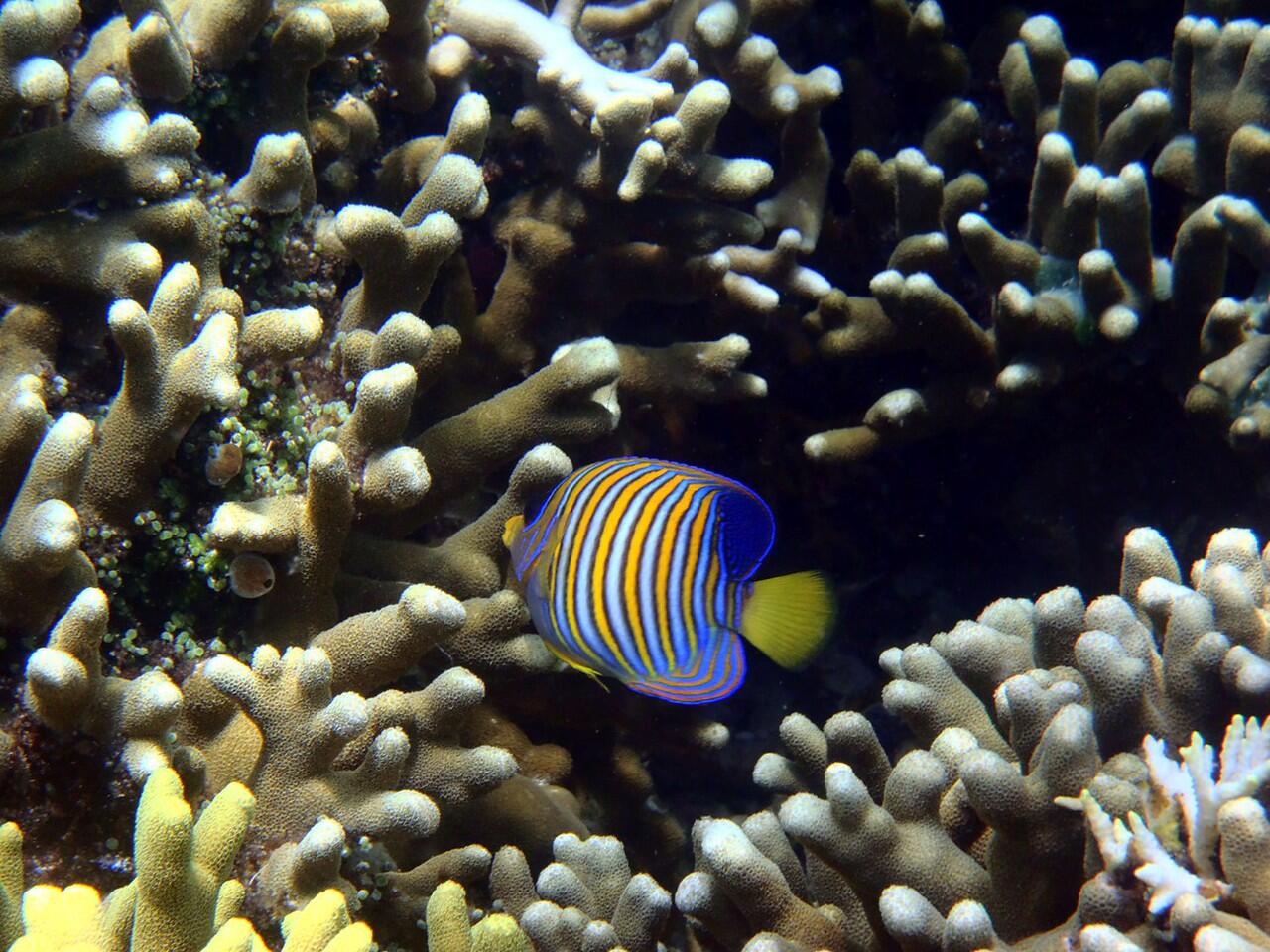 Snorkeling di Pulau Menjangan Bali Barat