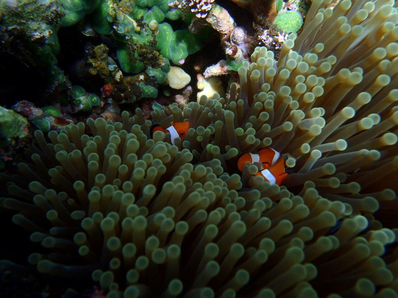 Snorkeling di Pulau Menjangan Bali Barat