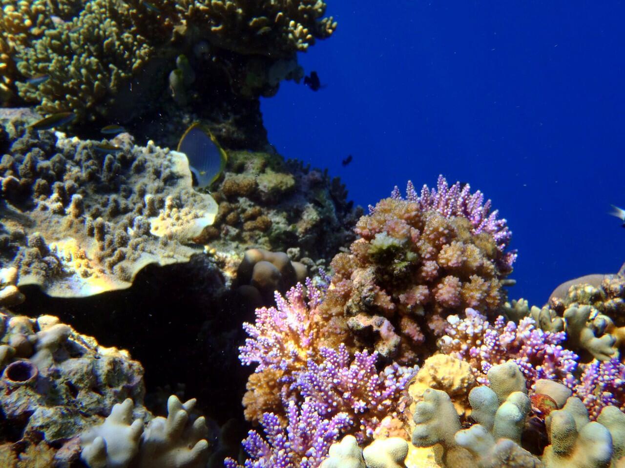 Snorkeling di Pulau Menjangan Bali Barat