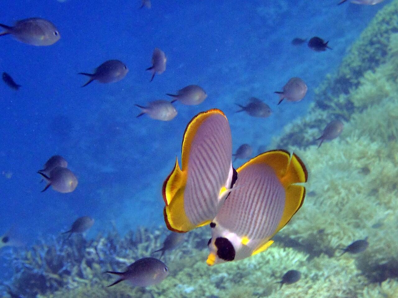 Snorkeling di Pulau Menjangan Bali Barat